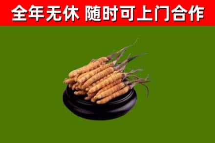 陇县回收散虫草